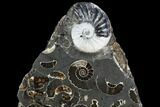 Polished Ammonite (Promicroceras) Fossil - Marston Magna Marble #129297-2